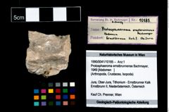 Foto (Objekt + Etikett) von Protosphaeroma ernstbrunnense (Bachmayer, 1949)  (NHMW-GEO-1990-0041-10185)